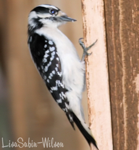 woodpecker backyard birdwatching bird photography