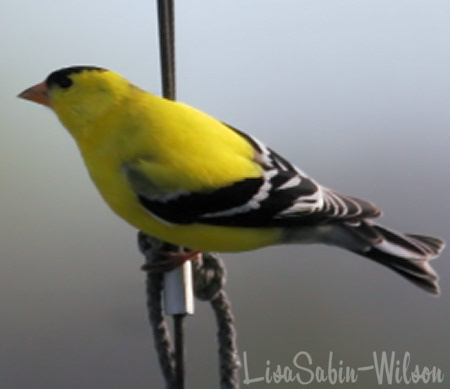 goldfinch birdwatching photography