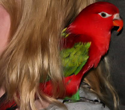 Lorikeet, Red Lory, Chattering Lory, Shower, Hair