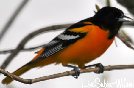 Baltimore Oriole Bird Backyard Birdwatching Bird Photography
